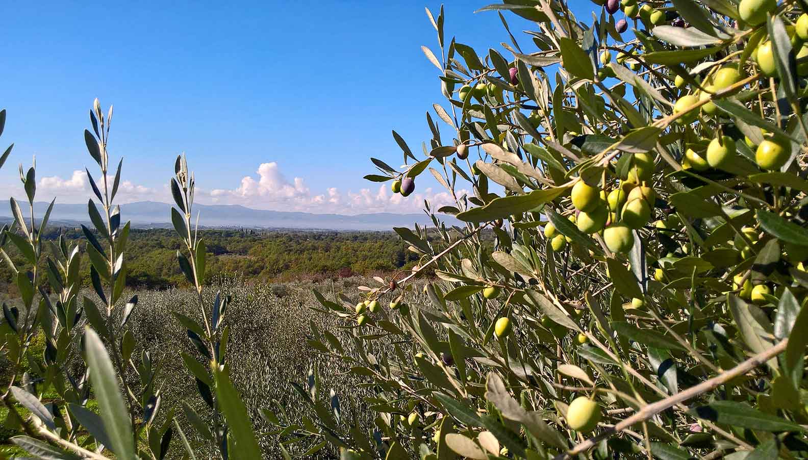 Poggio La Tana