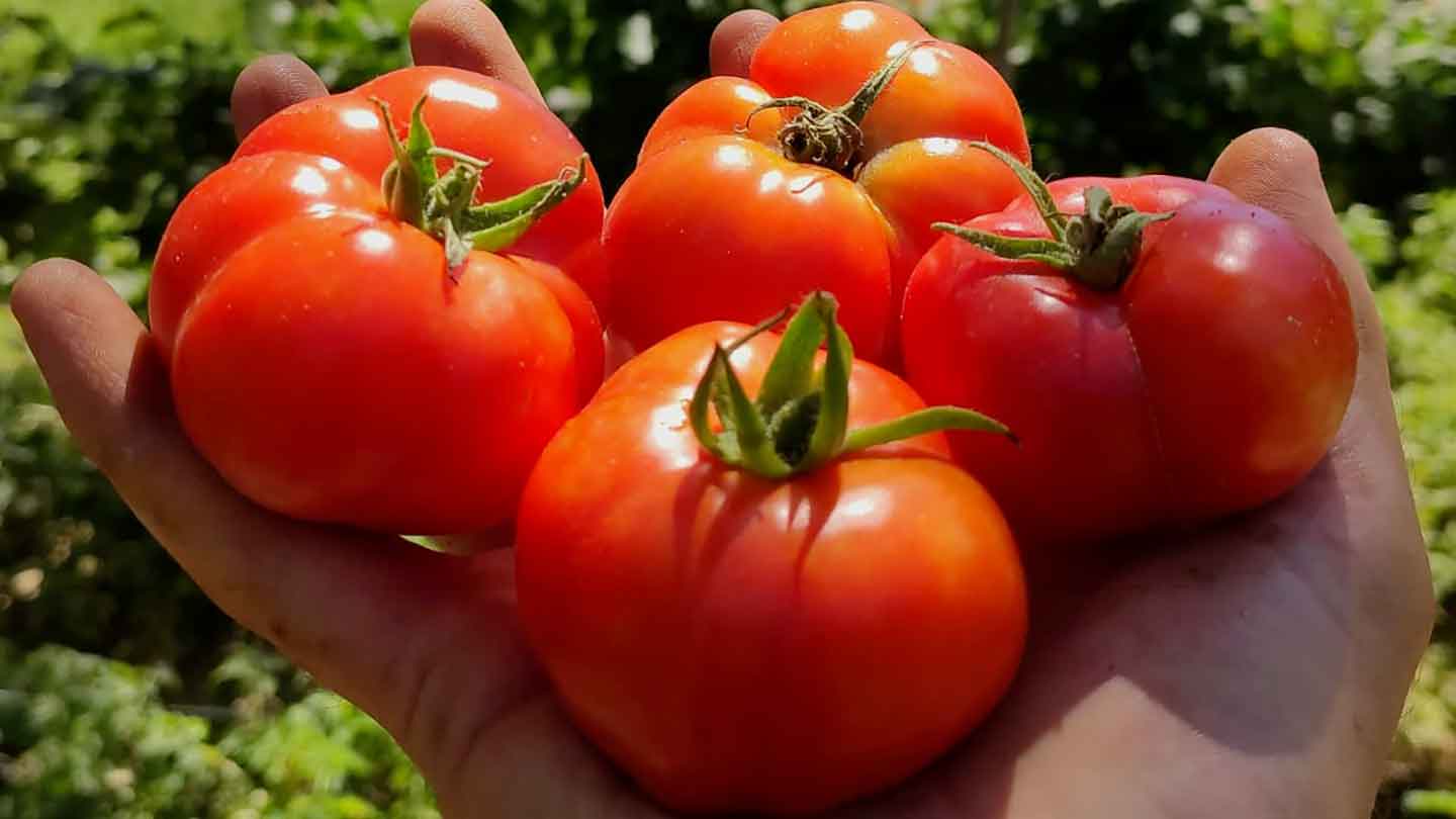 Casaglia Azienda Agricola