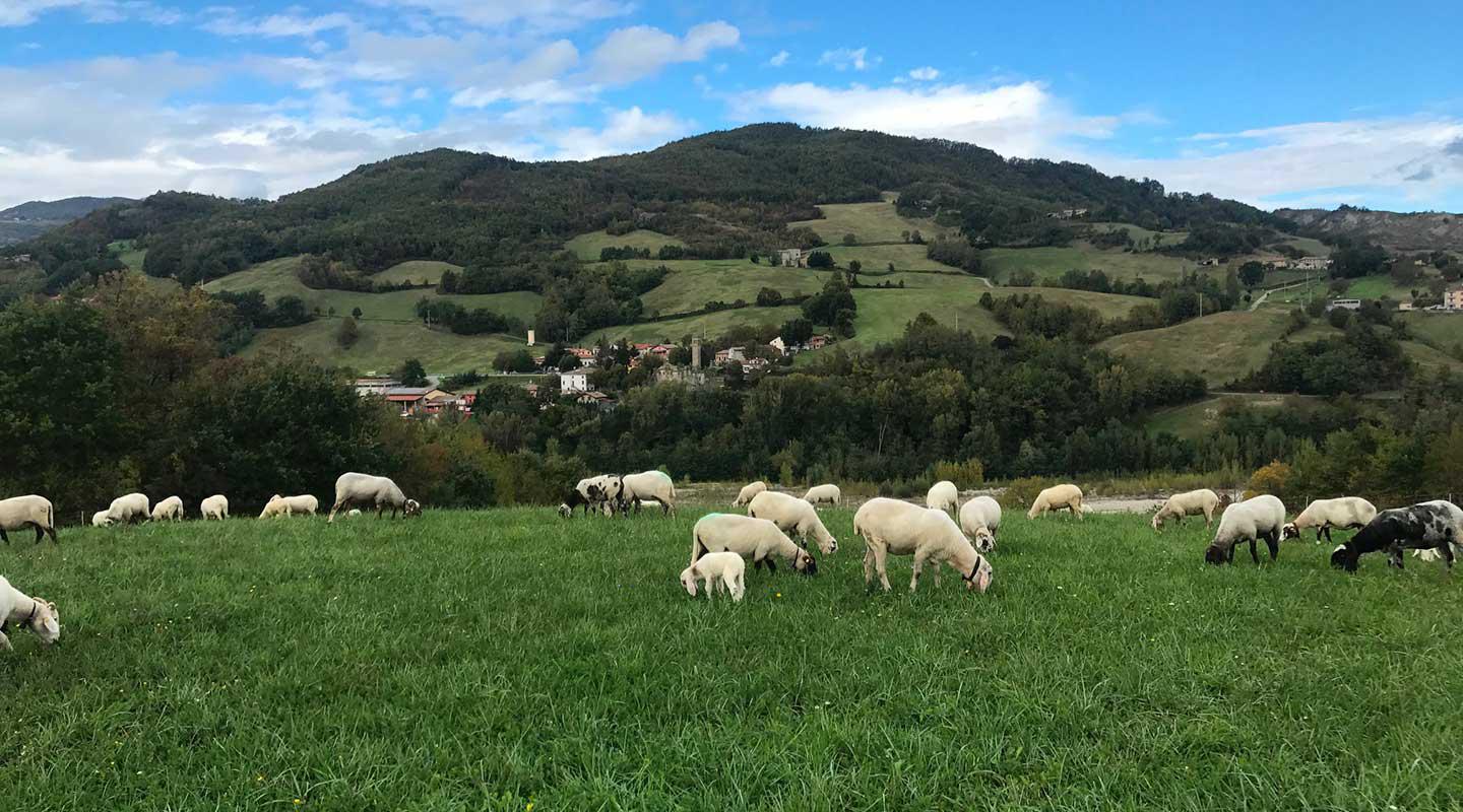 Agnello biologico di razza Cornigliese | Cibo autentico