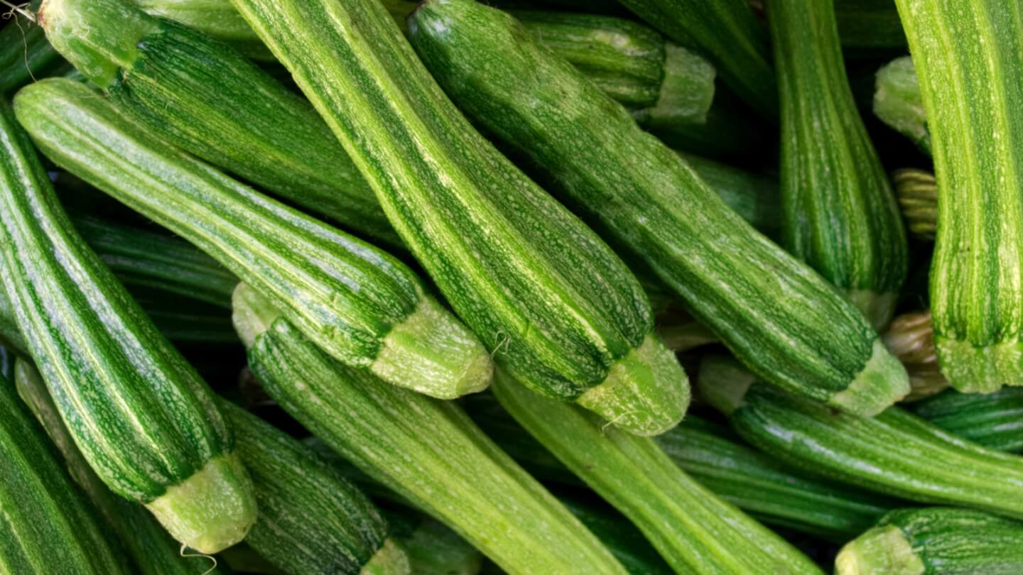 Zucchine Fiorentine: Scopri la Zucchina Lunga