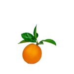 Clementine Tradizionali di Palagiano 5kg - retro