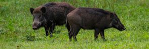 Cinghiale online