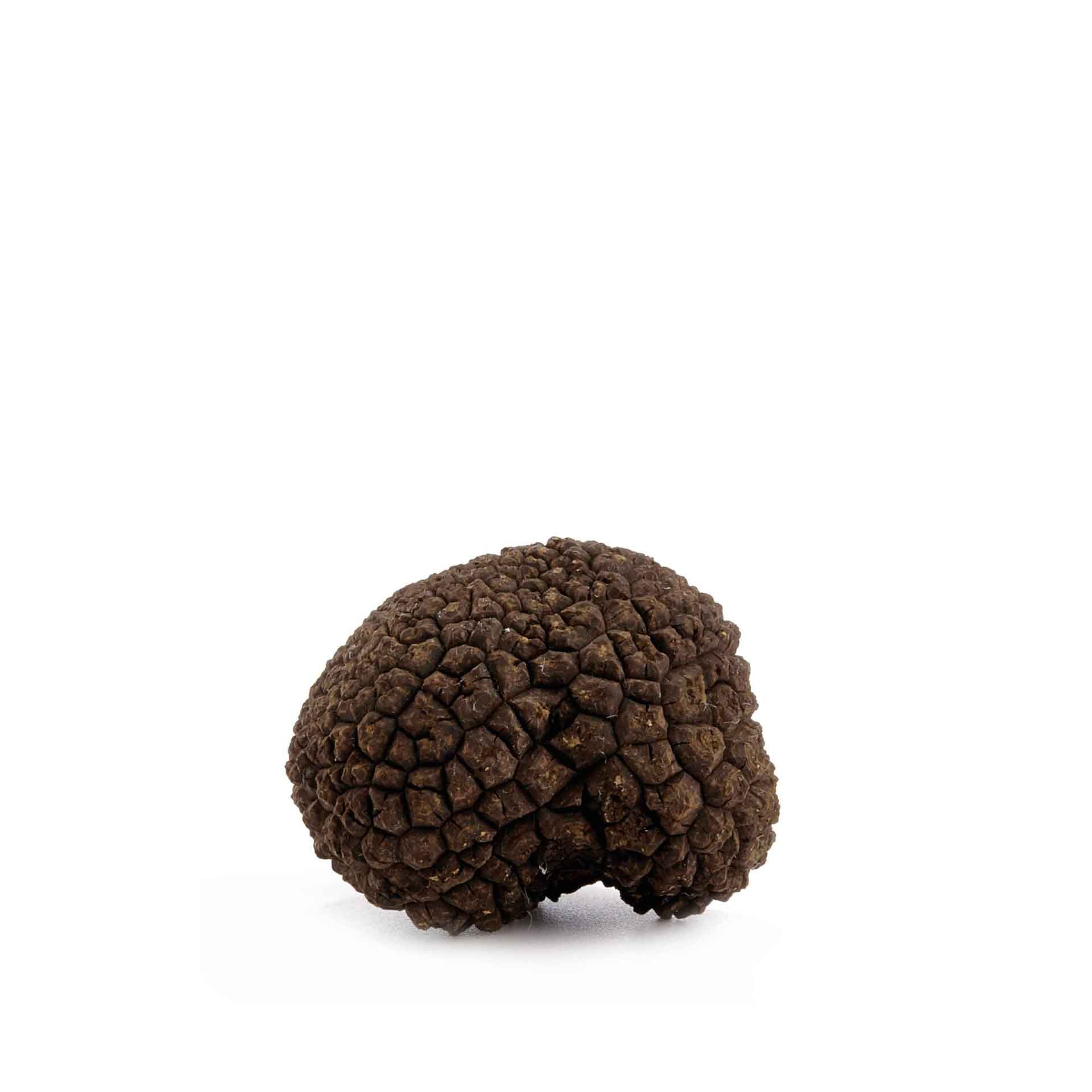 Tartufo d'estate o Scorzone 80gr - fronte