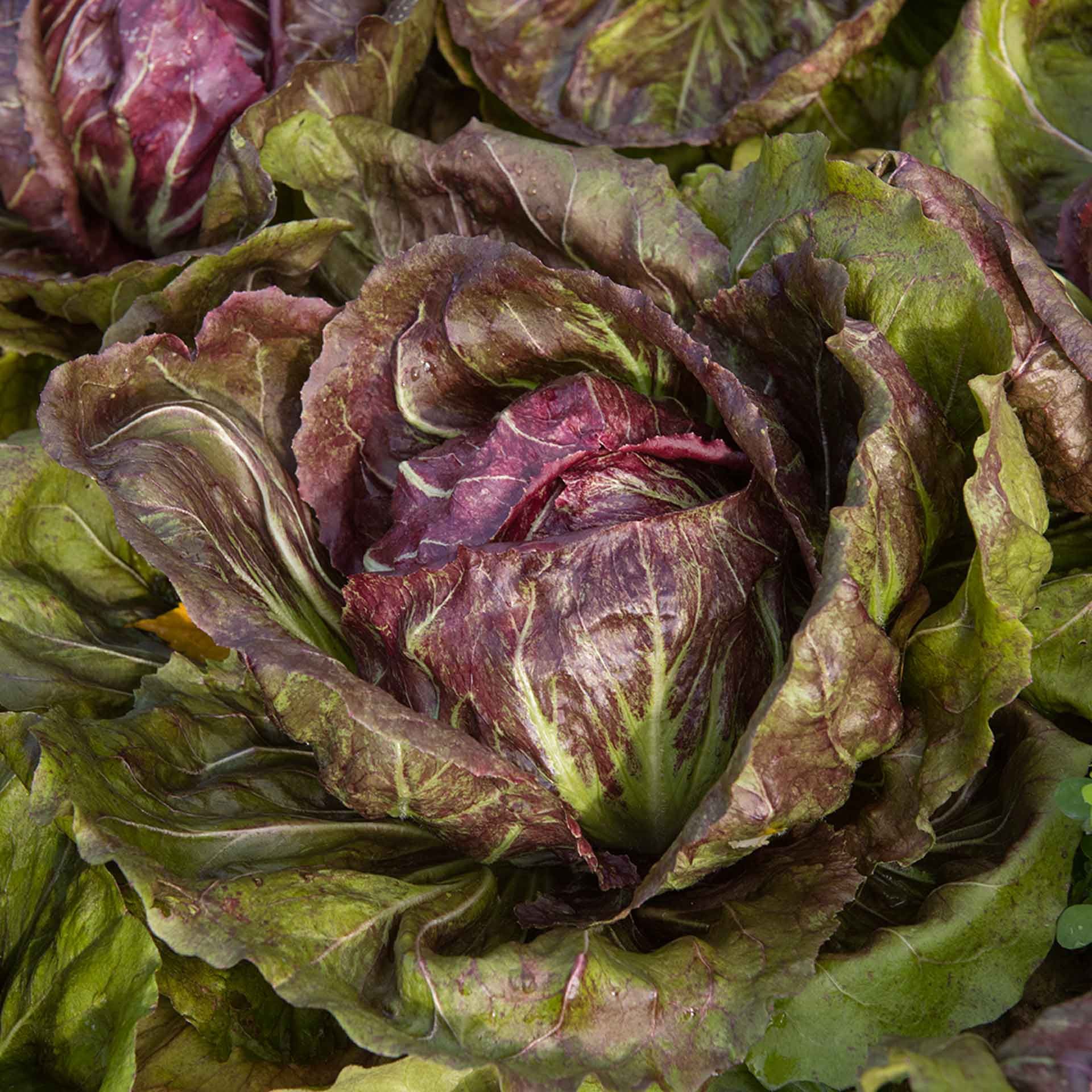 Radicchio Tondo Tipo Chioggia Biologico - fronte