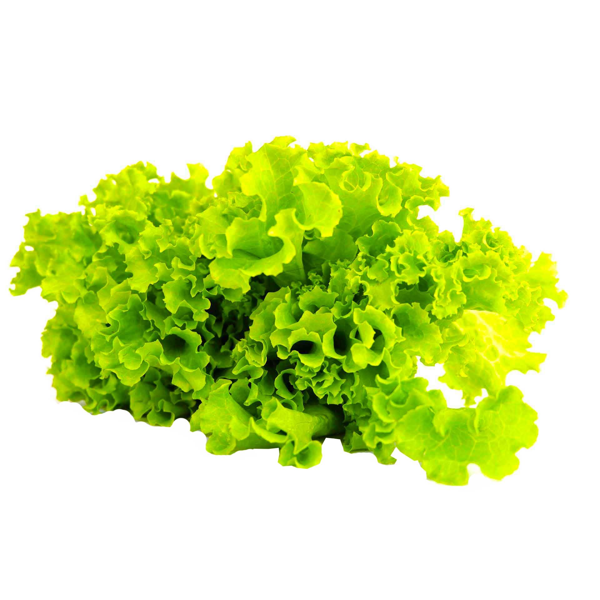 Insalata Lollo Verde Bio - fronte