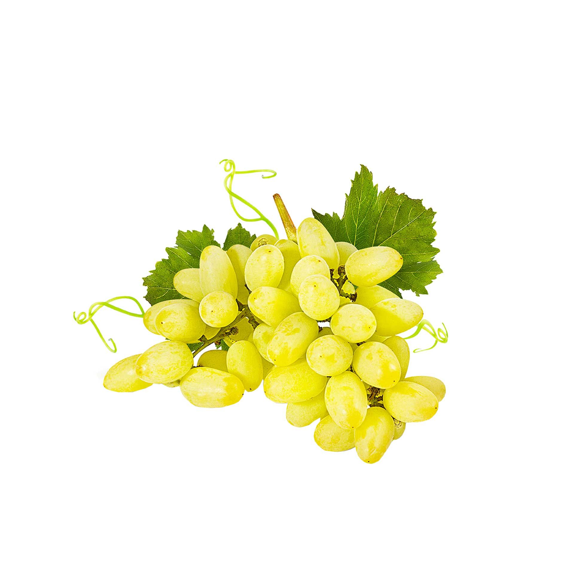 Uva Bianca Vittoria Bio - fronte