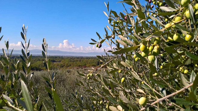 Poggio La Tana