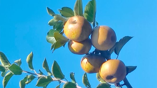 Cascina Bonetto