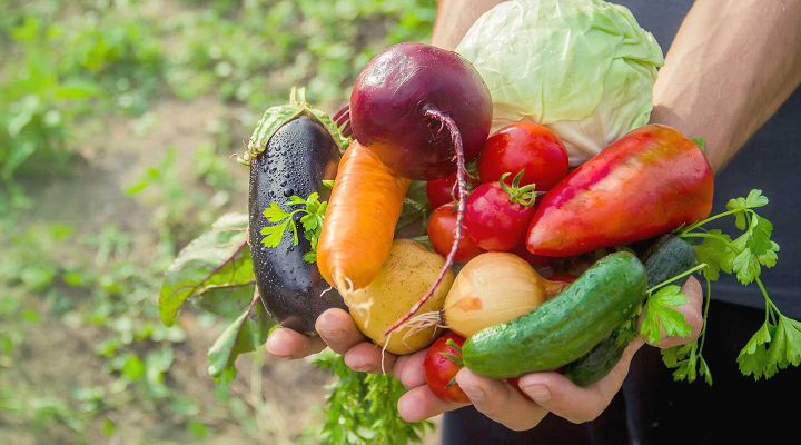 Le verdure biologiche vendute online da Foodoteka